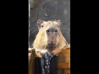 capybara capybara